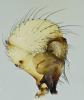 Holocnemus pluchei